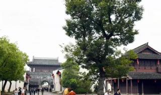 2023钱塘江观潮时间表 2023钱塘江观潮时间表